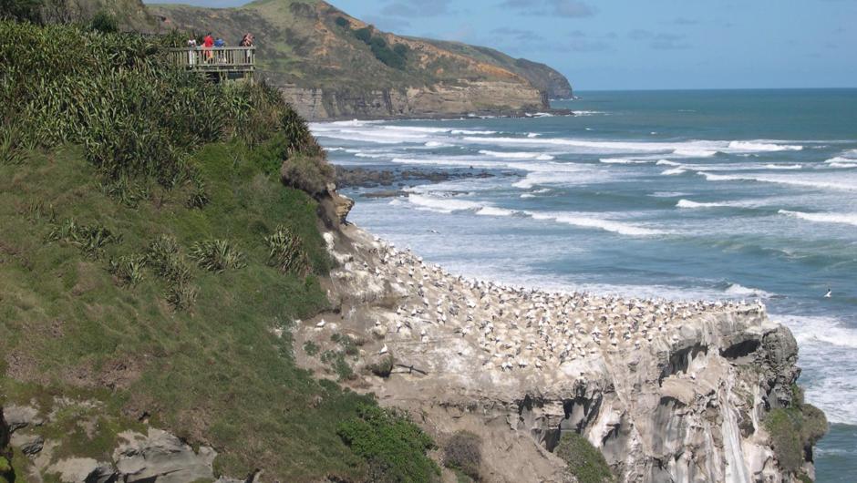 Muriwai Beach gannet colony