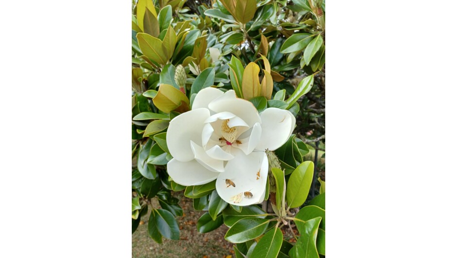 Magnolia / Southern magnolia / Magnolia Grandiflora. This striking evergreen with large dark green leaves and giant white flowers situated on our grounds, is native to the south-eastern United States.