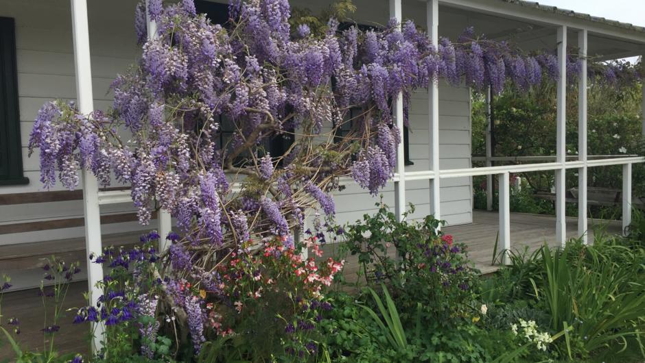 Wisteria in bloom at Kemp House.