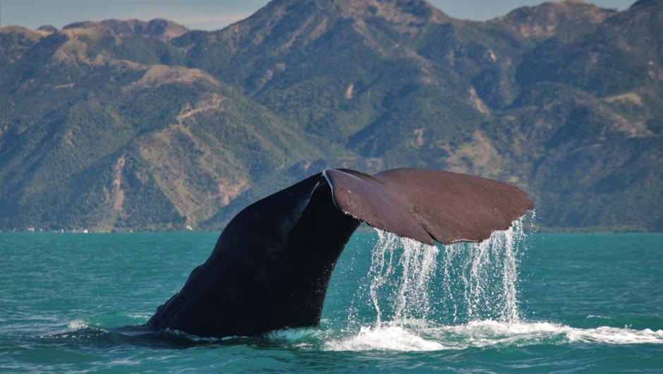 Kaikoura region provides a unique experience of whale watching