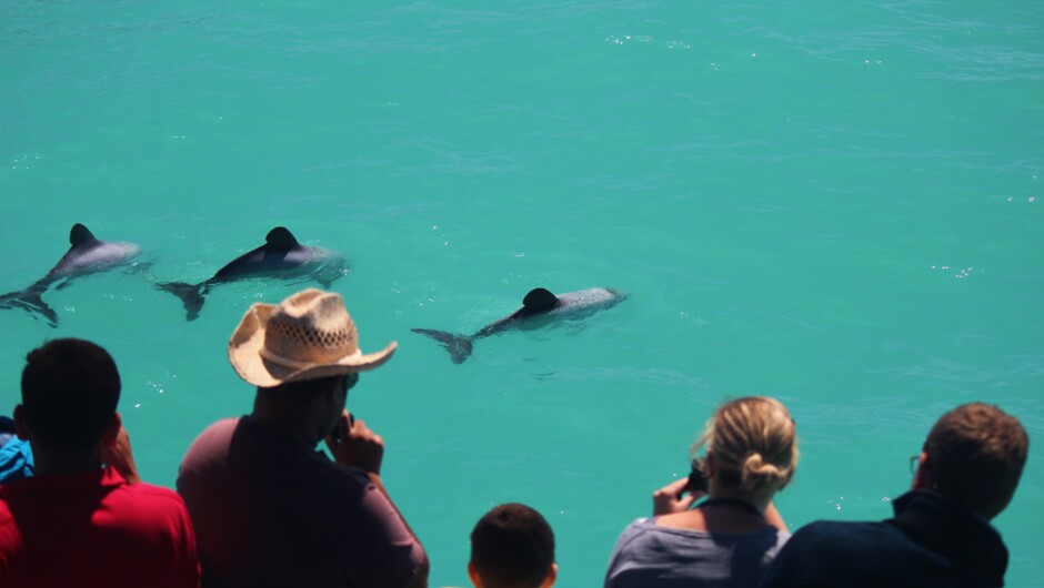 Kaikoura dolphin encounter