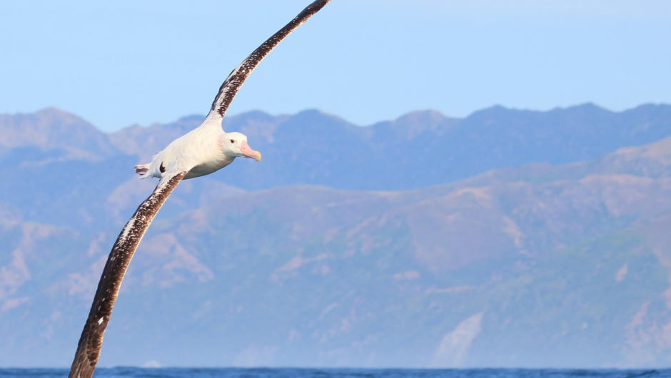 The albatross are most famous for their incredible wingspans, and the Wandering Albatross can measure a wingspan between 8 to 11 feet from tip to tip.