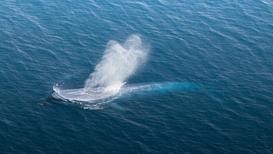 Blue Whale