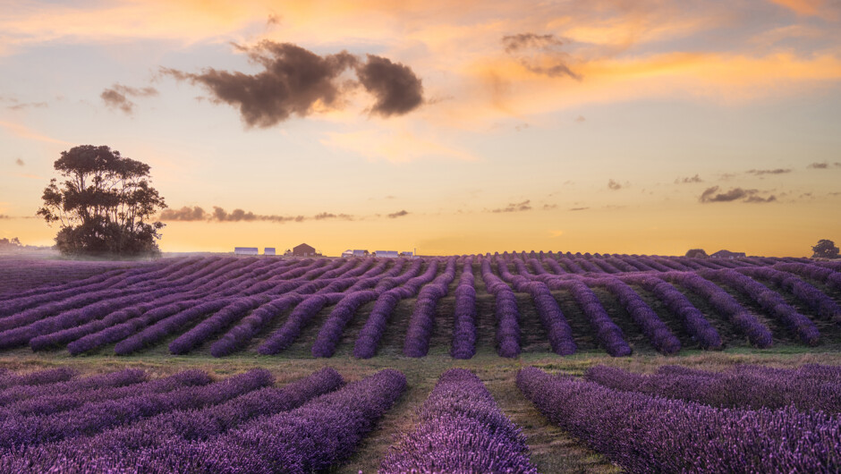 Sunset and Lavender (Jan 2021).