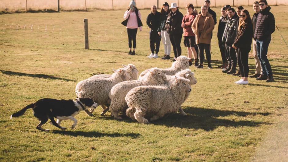 Watch as a clever working dog rounds up the sheep right infront of you.