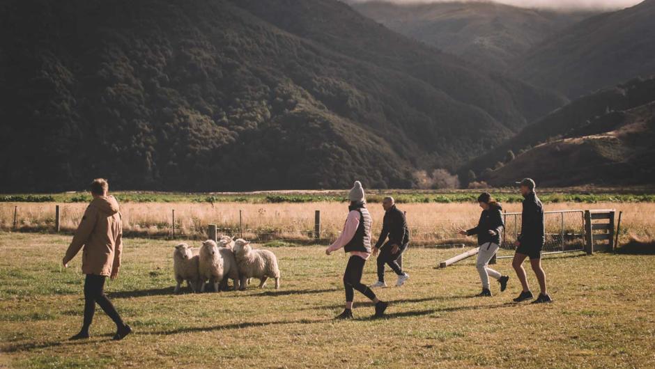 Get a team together and have a go at trying to round up the sheep yourself just to see how hard it is.