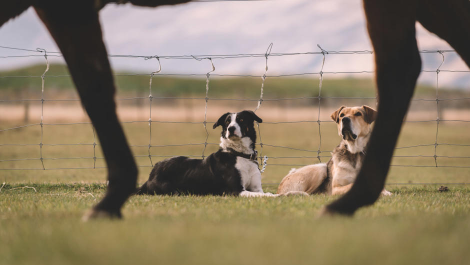 Learn about the differences in working dog breeds as both are needed on farms in New Zealand and are very different.