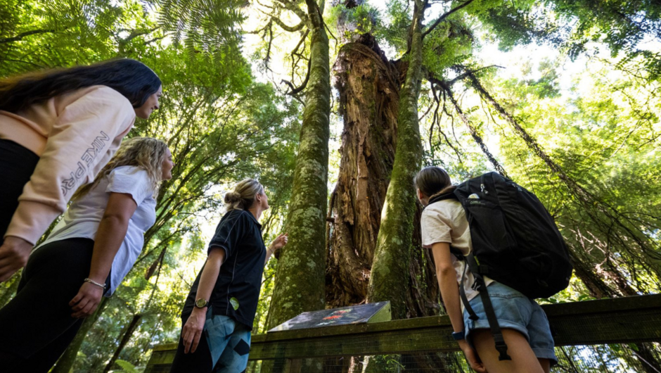 Experience an ancient, vibrant forest alive with native wildlife including many of New Zealand’s rarest and most endangered wild life.