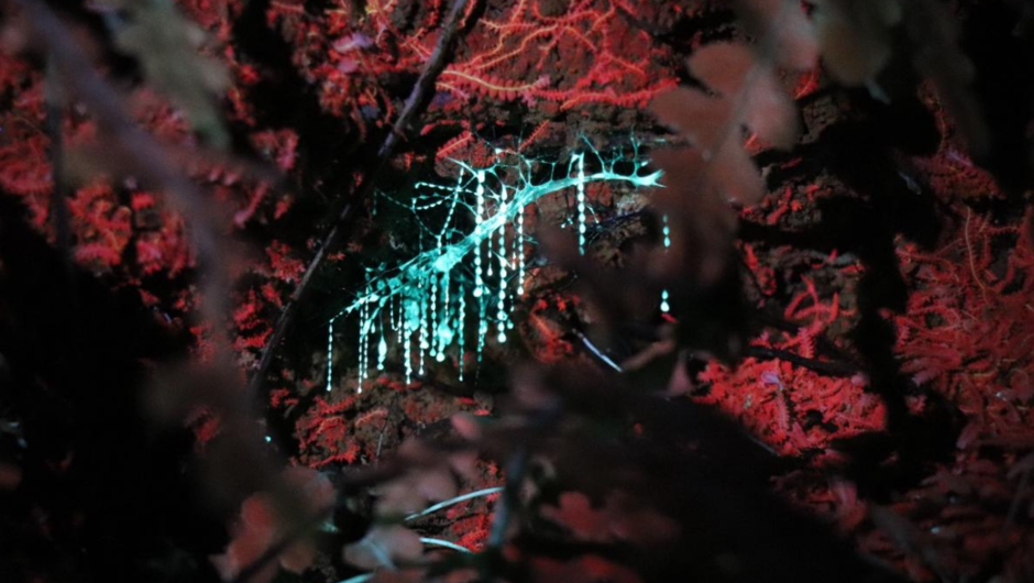 Marvel at the twinkling lights of glowworms.