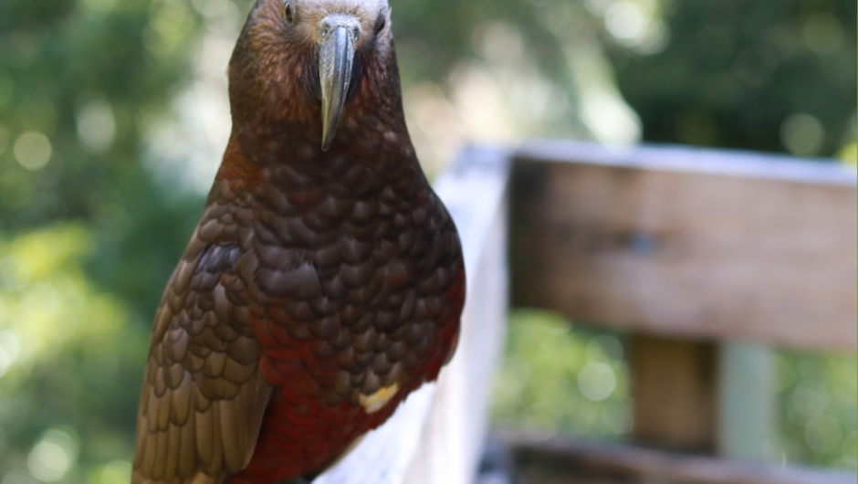 Spend time in the clearing where a kākā might visit.