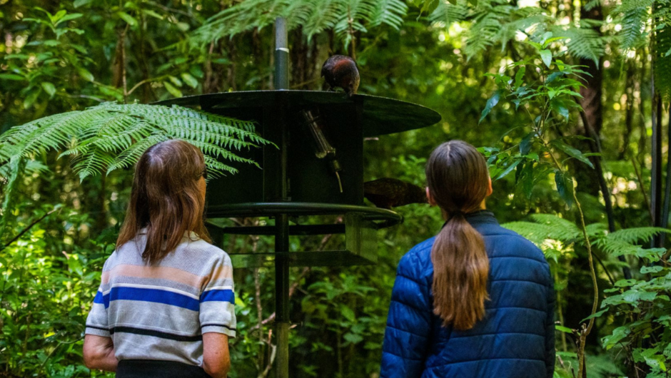 Look out for the checky kākā, New Zealand's native forest parrot.