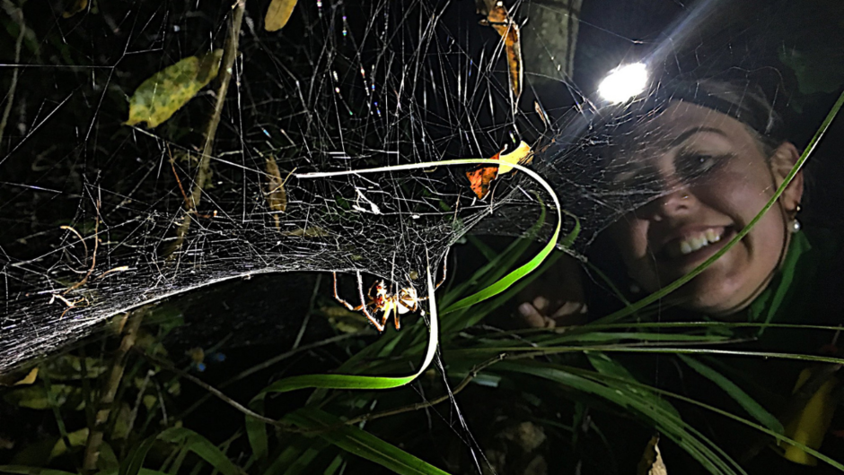 Search by torchlight for spiders, millipedes, beetles and the many species of wētā that venture out at night in search of food.