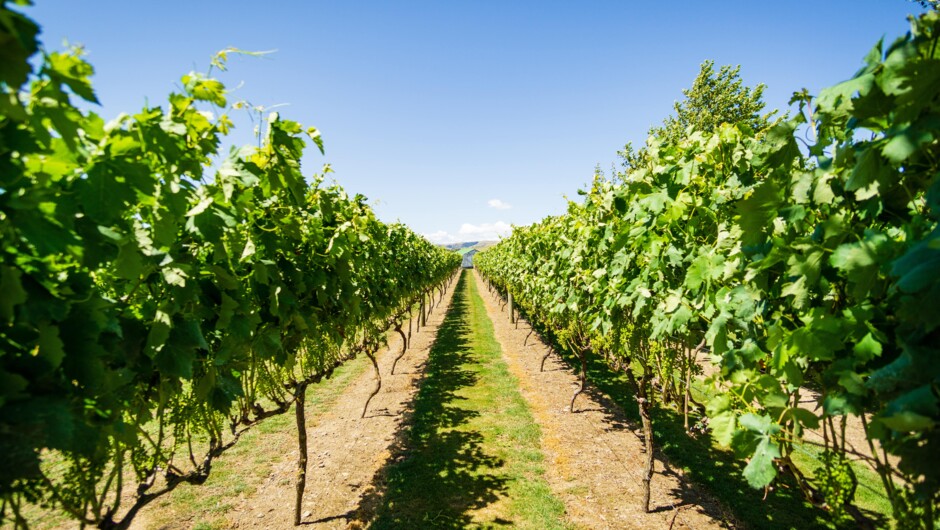Martinborough vineyard
