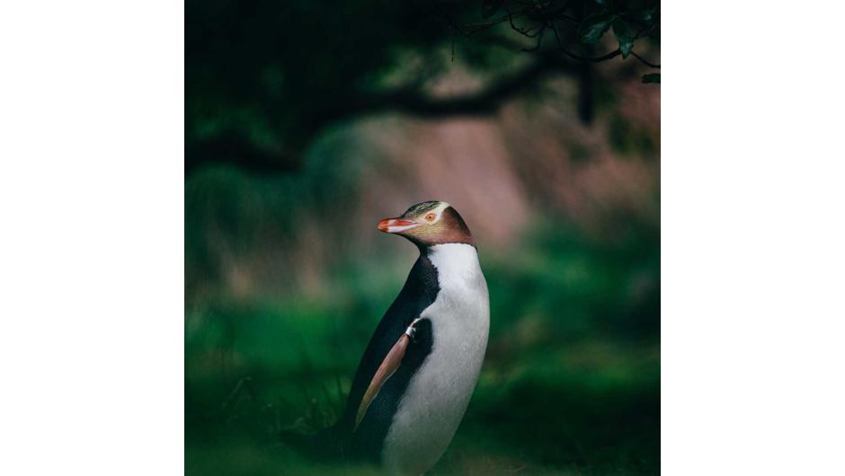 See the Yellow-eyed Penguin conservation reserve on your Elm Wildlife Peninsula Encounter Tour.  Watch royal albatross glide across the water and return to their breeding colony.  You'll spot other rare seabirds and maybe blue penguins or other marine mam