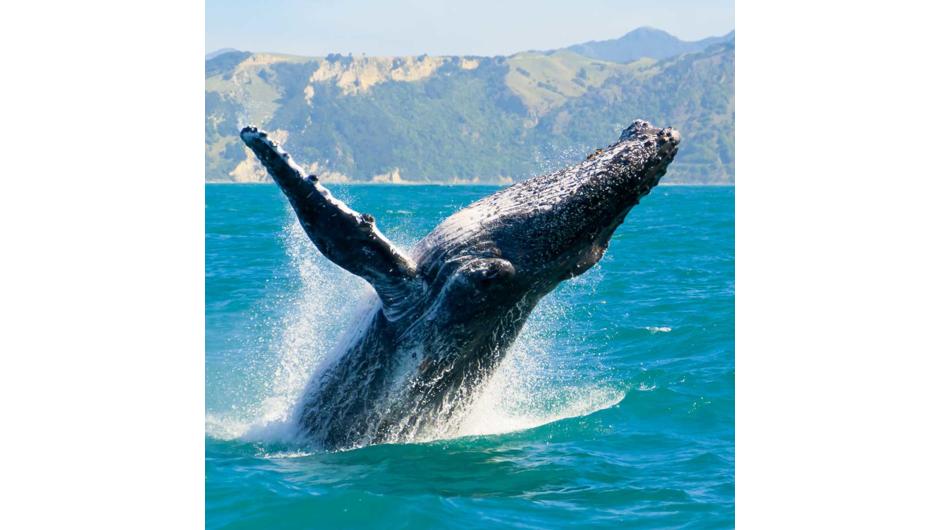 Whale jumping out of the water on a boat cruise in Kaikoura.