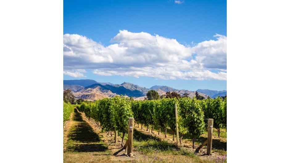 Visit wonderful vineyards such as Te Kairangi Wines, Tirohana Estate, Cabbage Tree Vineyard and Martinborough Vineyard on a half day tour of the premium wine region of Martinborough.