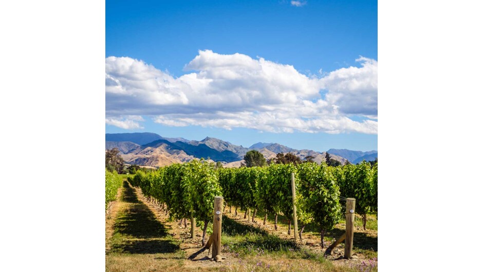Crossing the dry hills of the Marlborough ranges you head towards Marlborough, New Zealand's largest wine producing region. Blenheim sits right at the heart of Marlborough and is ideally located to enjoy an afternoon sampling the local produce.