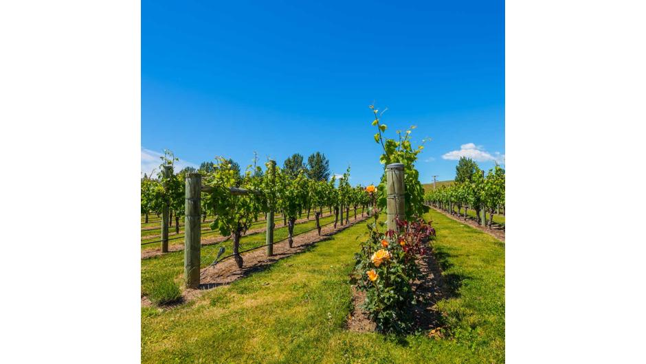 Your journey will take you to Hawkes Bay, home to many fantastic wineries where you can sit outside and bask in the sun.