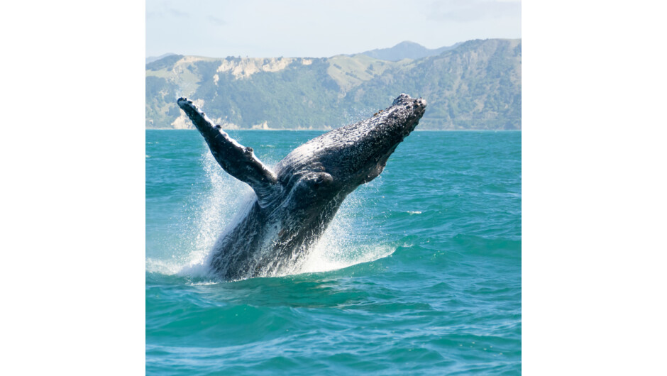 Kaikoura is a prime spot for wildlife viewing, with year-round opportunities to see whales.