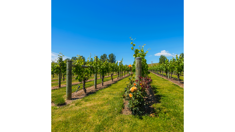 Be immersed in the Marlborough wine country with the Sounds Connection half day wine tour.