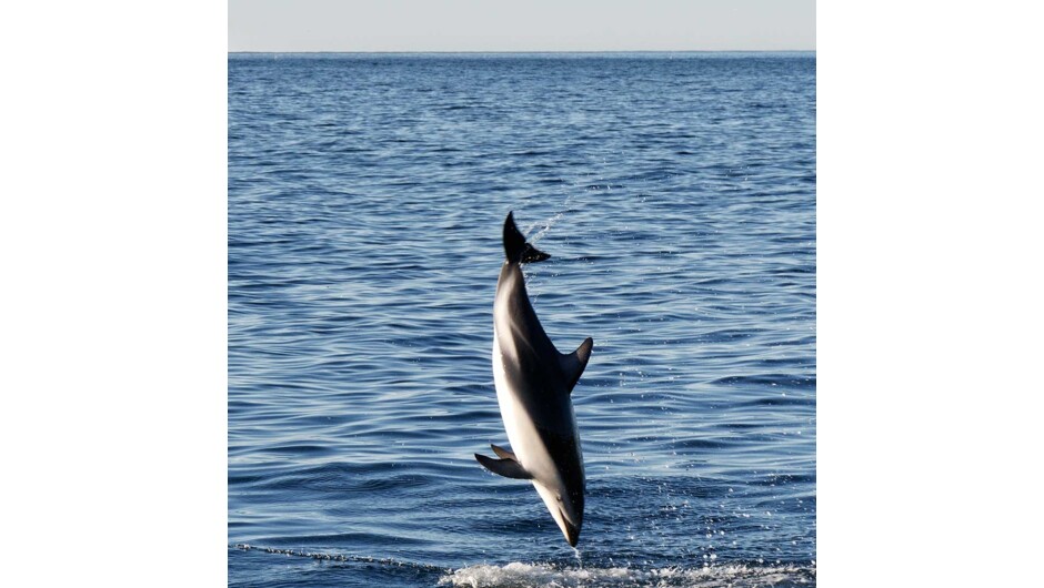 Dolphin in Kaikoura