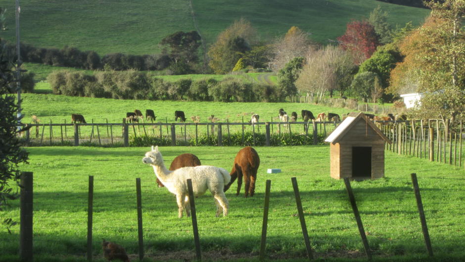 You will discover many farm life areas on the trail.  Every area you travel through on hauraki rail trail is definately rural life at its best.