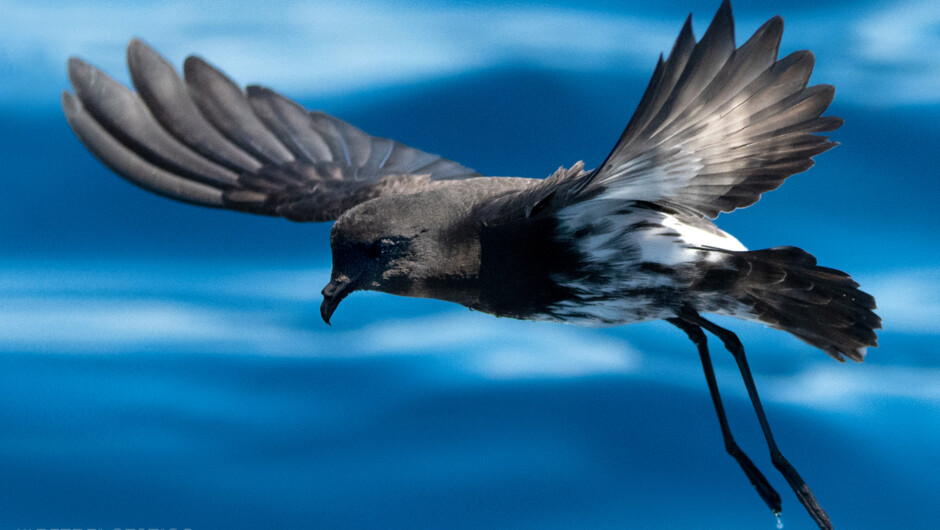 The scarce New Zealand Storm Petrel. The Petrel Station tours regularly see the largest number of these delightful tiny seabirds out on any location in New Zealand (and the world).
