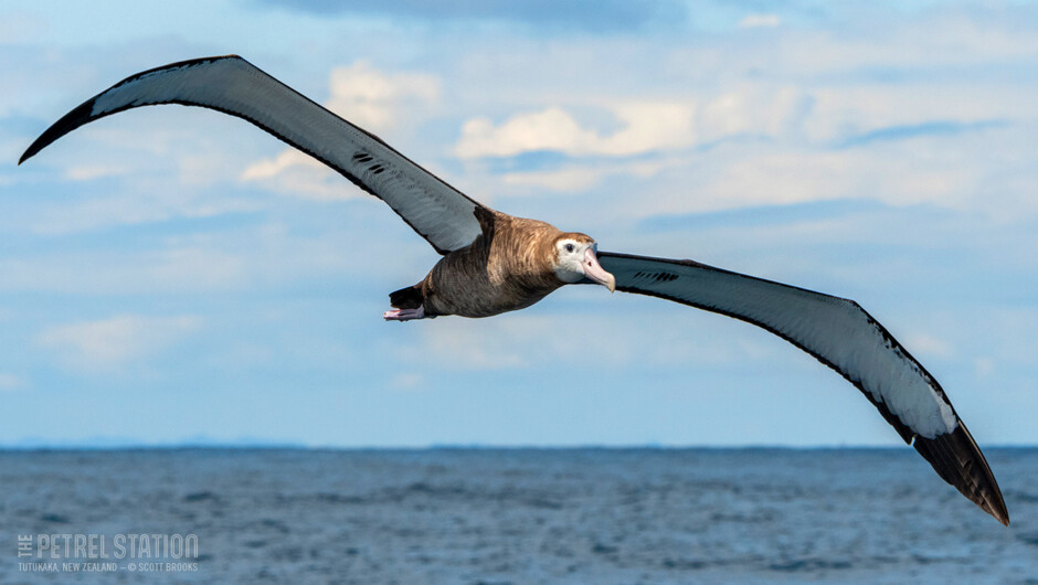 With one of the largest wingspan of any bird in the world, the massive NZ Wandering Albatross are always incredible to see soaring around the boat.