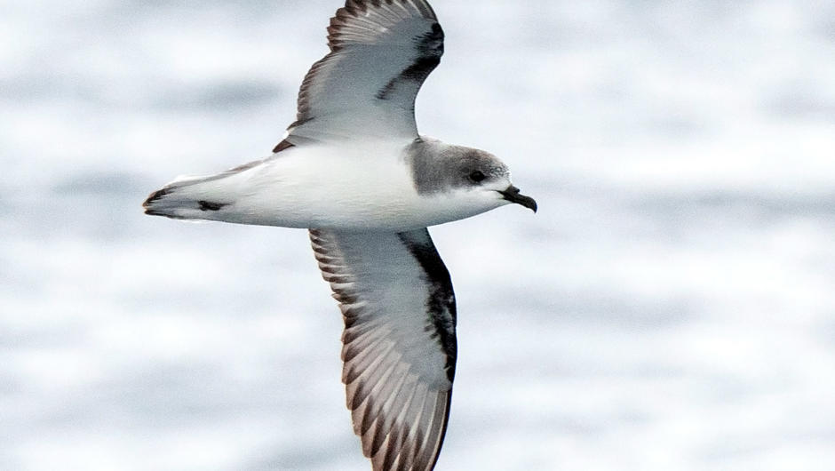 Pycroft&#039;s Petrel – This tricky-to-ID seabird species only breed on a few offshore islands in northern New Zealand and we regularly see them over spring and summer out on The Petrel Station trips.