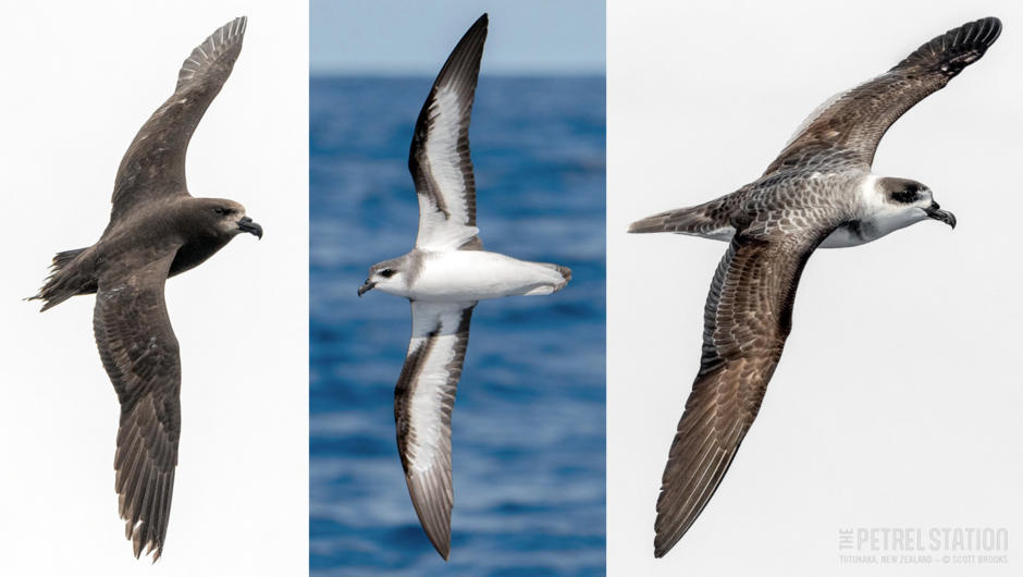 Grey-faced Petrel, Black-winged Petrel and White-naped Petrel are some of the petrel seabird species that we see on The Petrel Station seabird tours, during different seasons of the year.
