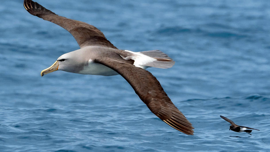 A big Salvin’s Mollymawk / Albatross with its massive 2.5 metre wingspan, soaring alongside a tiny New Zealand Storm Petrel whose wingspan is but a mere 40cm.