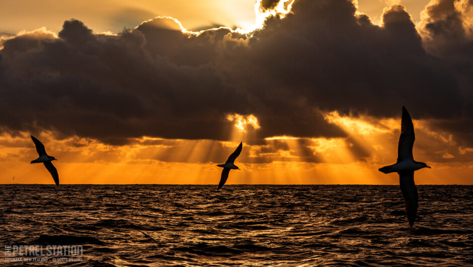 Buller's Shearwater soaring against the sunrise at the start of a pelagic seabird tour.