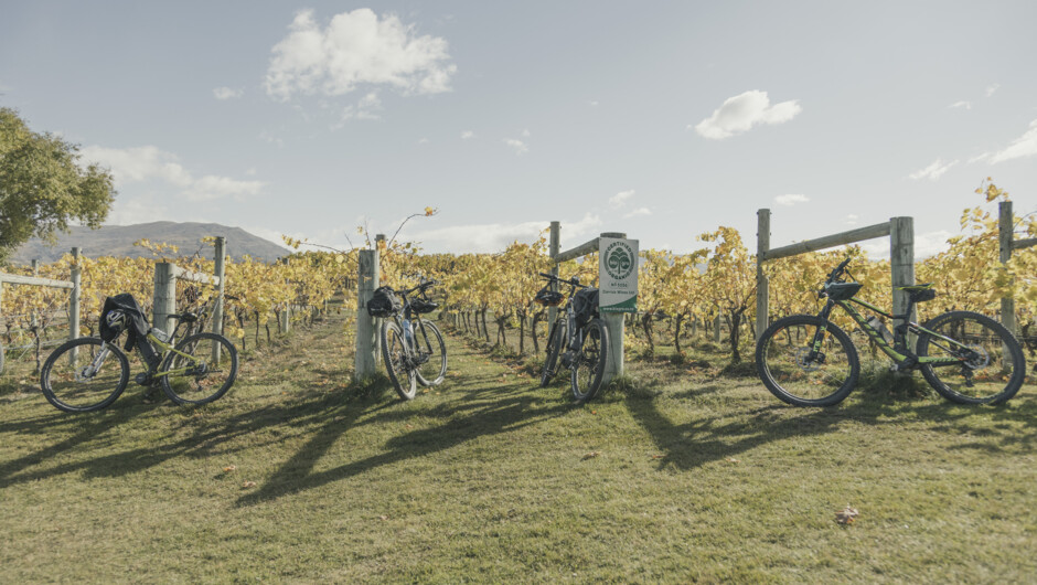 Carrick Vineyard, Winery and Restaurant are located directly on the Lake Dunstan Cycle Trail. Stop in for a coffee, snack or a pizza from the Carrick Pizza Trailer & Wine Bar.