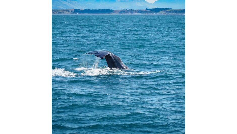Whale Watch Kaikoura is New Zealand's only marine-based whale watching company offering visitors an exciting up-close encounter with the Giant Sperm Whale.