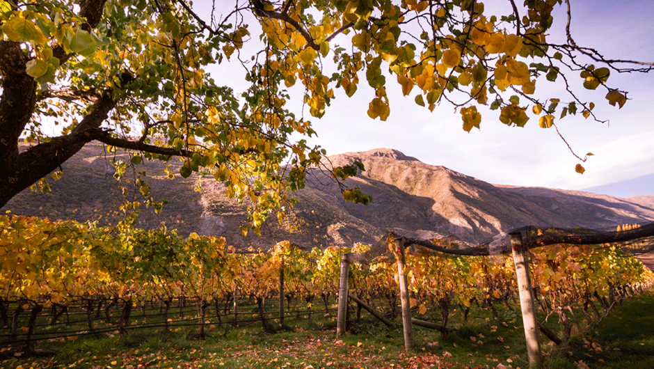 Gibbston Valley Winery