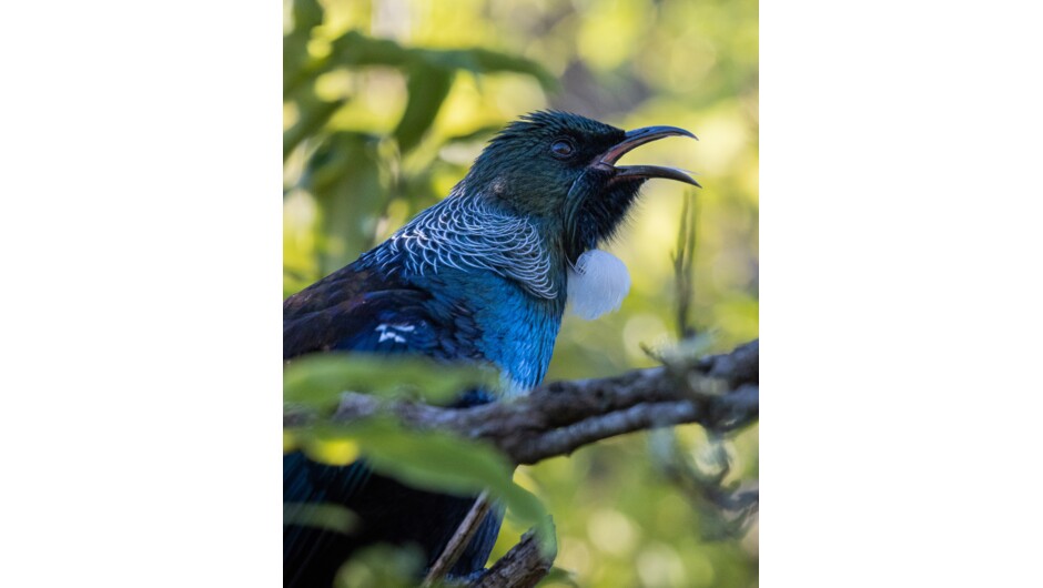 Tui