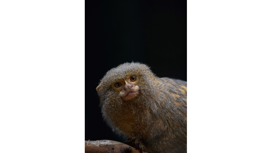 Pygmy Marmoset