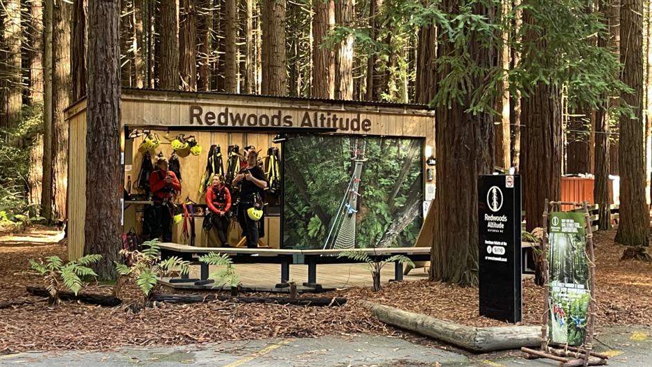 Rotorua Redwood forest tree walk