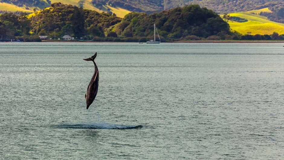 Dolphin jumping in the Bay of Islands