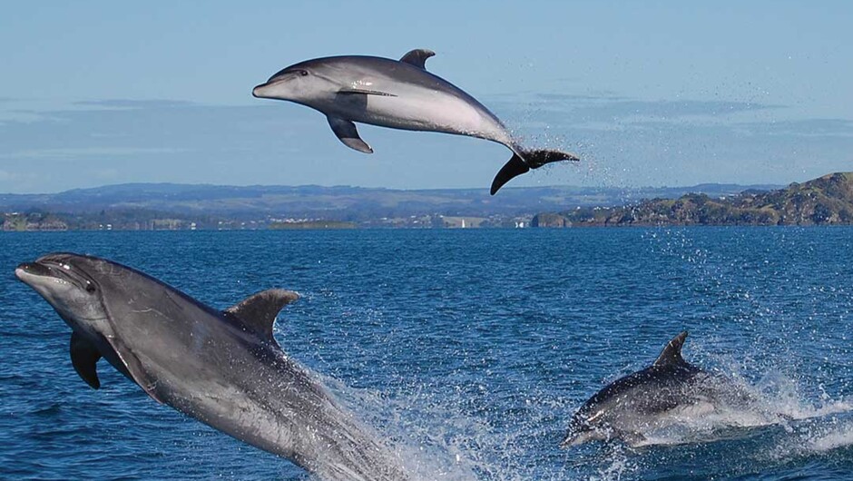 Dolphins jumping in the Bay of Islands
