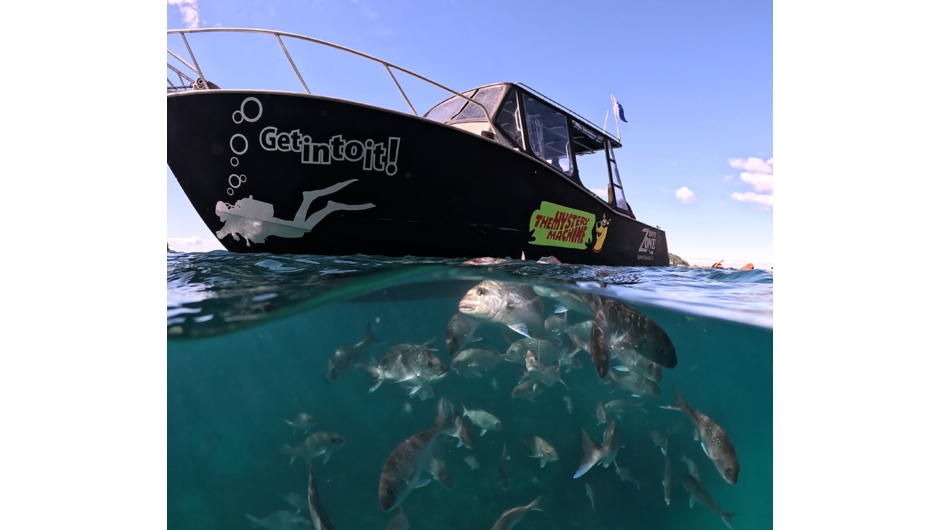 Let us show you our stunning marine life with a day on one of our dive vessels.  Heading out from the marina at Whitianga, we dive from the Mercury Islands, the Coromandel Coast, Marine Reserve and occasionally we get to the Aldermen Islands.  100's of si