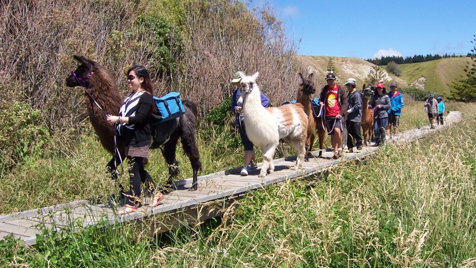 Board walk'ing - Half-day Llama Trek - Kaikoura Llama Trekking