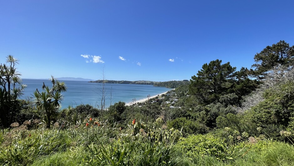 Onetangi Beach at 2km is the longest beach on Waiheke Island, seen from one of the many elevated viewpoints. One of the most popular stops on our Waiheke Mini Tour.
