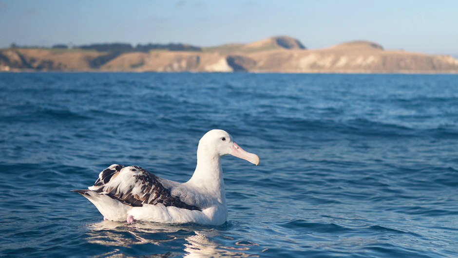 Boat cruise where a huge range of elusive and usually inaccessible albatross can be sighted. You’ll also see penguins, gannets, skuas, shearwaters petrels and terns.