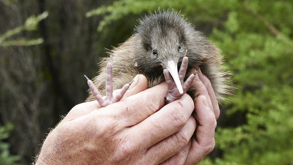 Kiwi chick - enjoy many kiwi encounters on this tour!