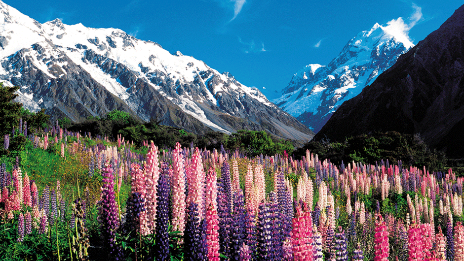 Lupins at Mount Cook National Park