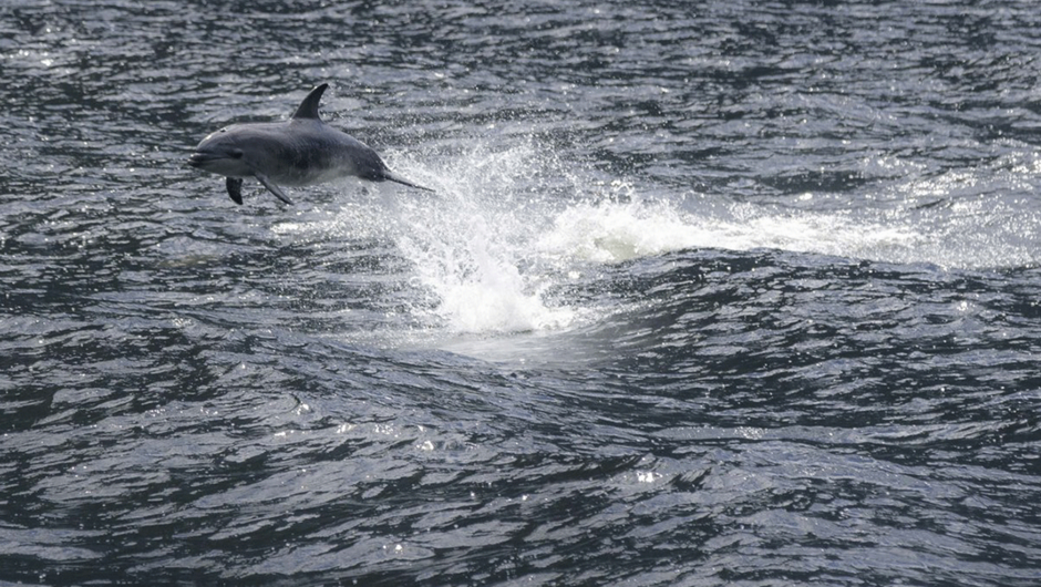 Dophins cruising through Milford Sound