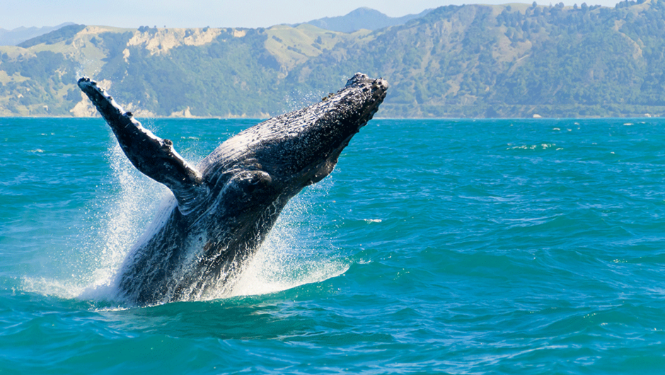 Whale Watching in Kaikoura