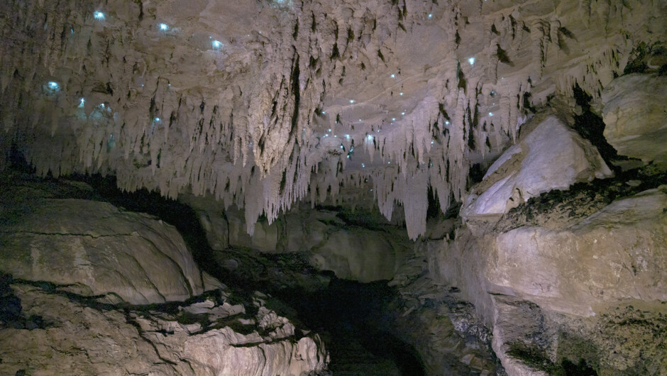 Glow Worms (time exposure) and stalactites inside Milky Way Cave on the guided tour.