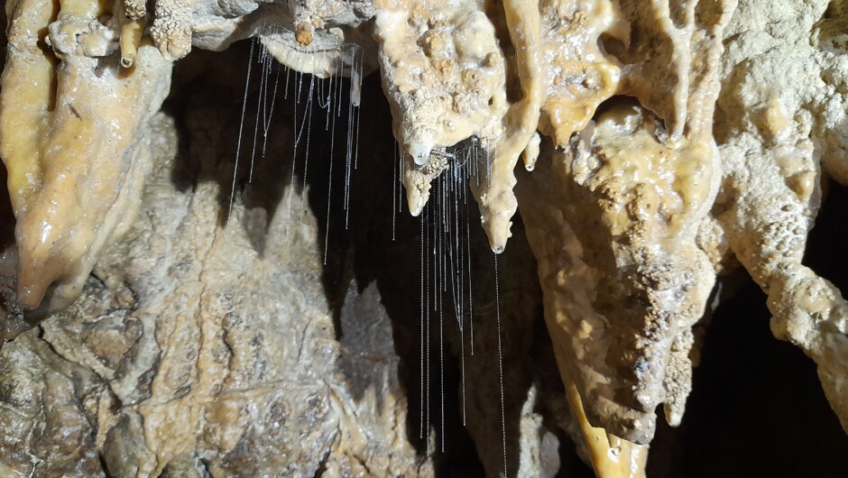 Stactites with hanging webs of glow weorms inside Milky Way Cave where we do guided glow worm cave tours.